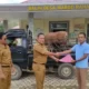 Iduladha 2023 Pemkab Mesuji Salurkan 50 Sapi Kurban Kepada Warga Desa