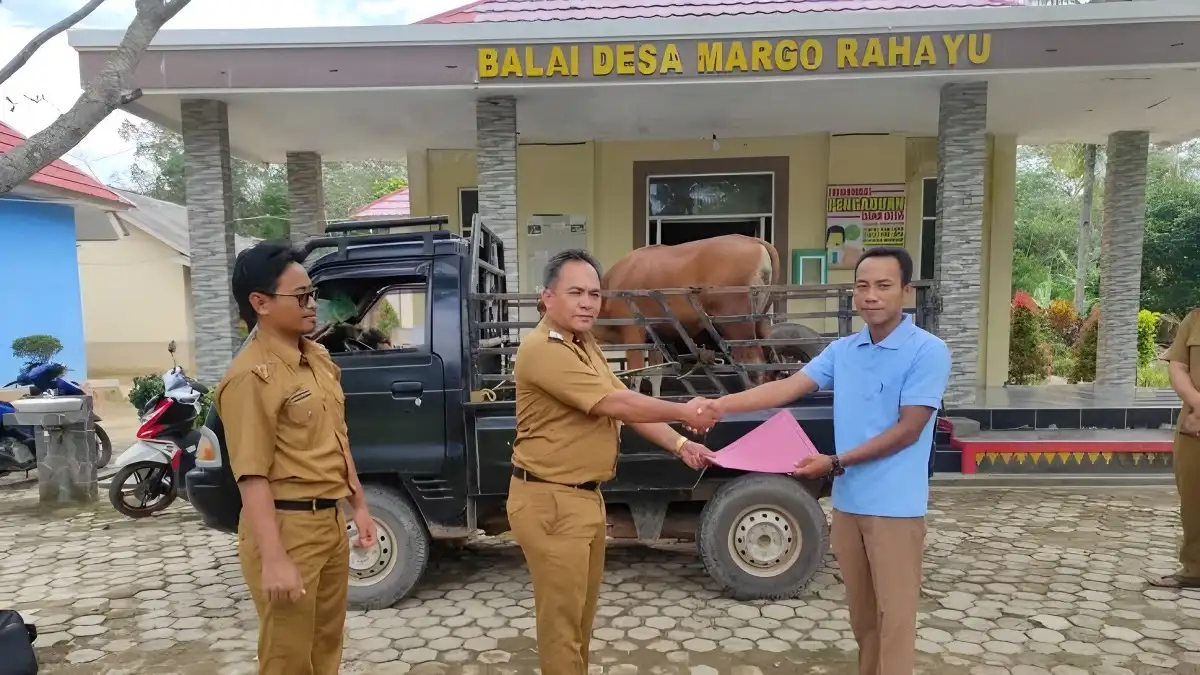 Iduladha 2023 Pemkab Mesuji Salurkan 50 Sapi Kurban Kepada Warga Desa