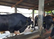 Ini Alasan Mengapa Presiden Jokowi Memilih Sapi Kurban Berbobot 900 Kg dari Metro dan Memilih Lokasi Sri Tanjung Mesuji untuk Penyembelihan