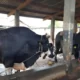 Ini Alasan Mengapa Presiden Jokowi Memilih Sapi Kurban Berbobot 900 Kg dari Metro dan Memilih Lokasi Sri Tanjung Mesuji untuk Penyembelihan