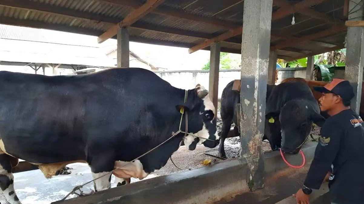 Ini Alasan Mengapa Presiden Jokowi Memilih Sapi Kurban Berbobot 900 Kg dari Metro dan Memilih Lokasi Sri Tanjung Mesuji untuk Penyembelihan