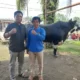 Ini Dia! Daging Sapi Kurban dari Presiden Jokowi Berbobot 900 Kg Segera Disalurkan ke 450 Kepala Keluarga di Sri Tanjung Mesuji