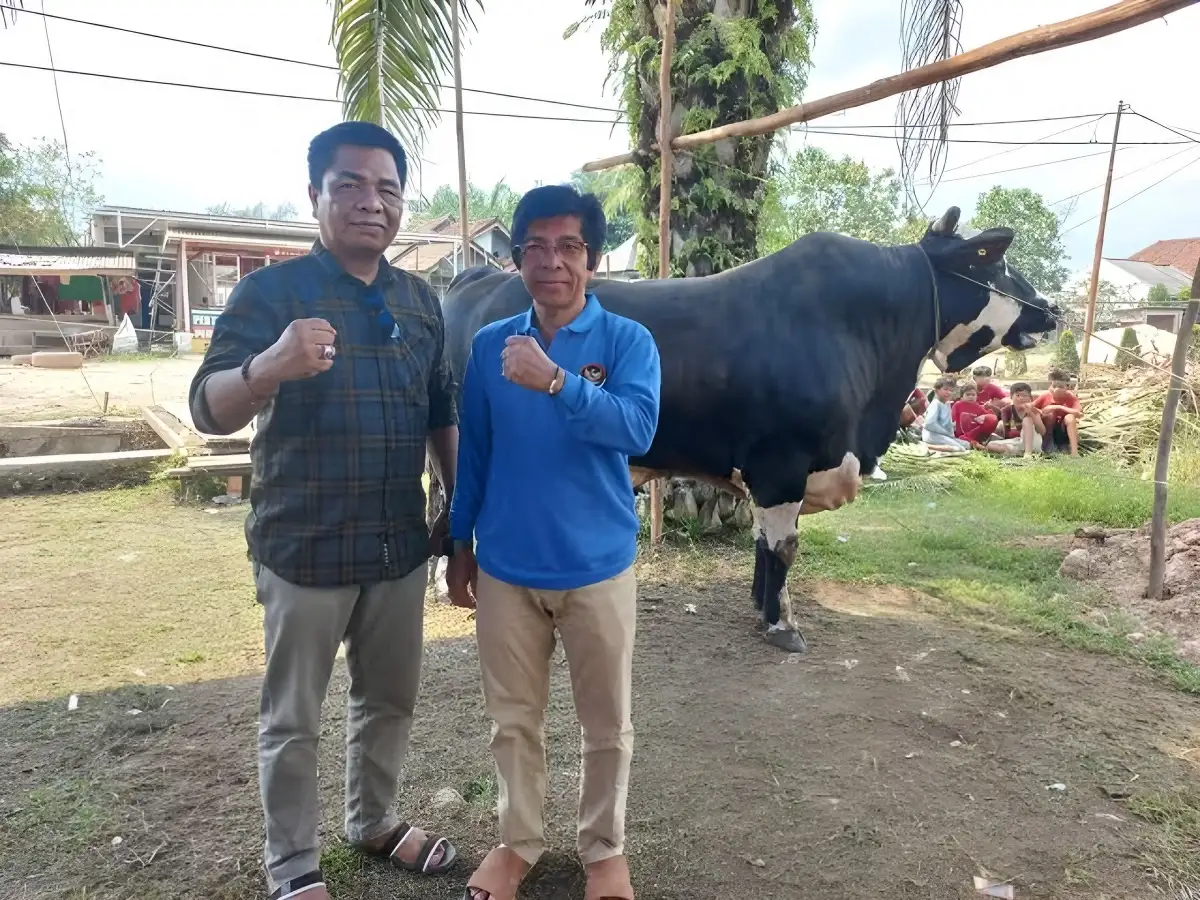 Ini Dia! Daging Sapi Kurban dari Presiden Jokowi Berbobot 900 Kg Segera Disalurkan ke 450 Kepala Keluarga di Sri Tanjung Mesuji