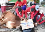 Ini Dia Kejayaan PDIP Lampung: 10 Sapi Kurban Dipotong oleh Kader dalam Iduladha 1444 Hijriah