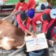 Ini Dia Kejayaan PDIP Lampung 10 Sapi Kurban Dipotong oleh Kader dalam Iduladha 1444 Hijriah