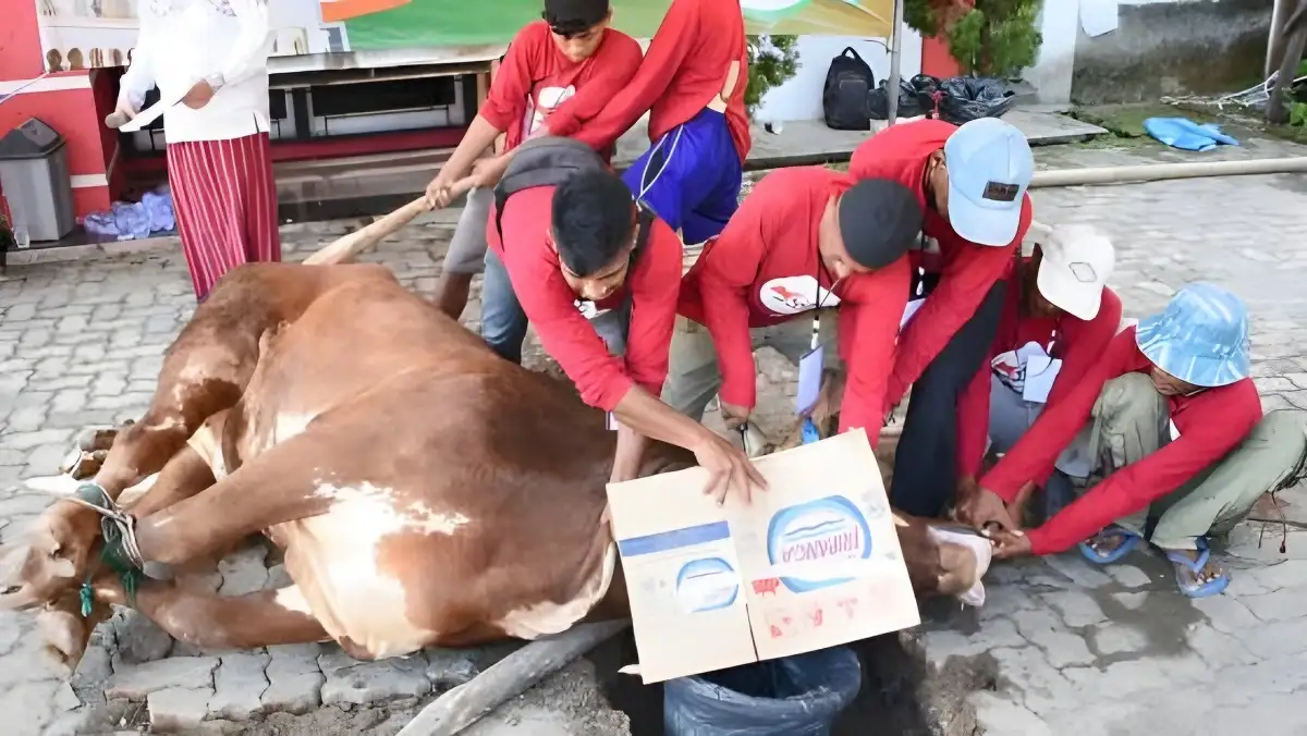 Ini Dia Kejayaan PDIP Lampung 10 Sapi Kurban Dipotong oleh Kader dalam Iduladha 1444 Hijriah