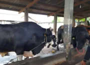 Ini Dia Sapi Kurban Raksasa Berbobot 900 Kg, Dimiliki oleh Peternak Metro dan Akan Dibeli oleh Presiden Jokowi untuk Disembelih di Mesuji