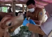 Inspeksi Lapak Menjelang Iduladha: Dinas Pertanian Berita Gembira, Hewan Kurban di Bandar Lampung Terbebas dari Penyakit