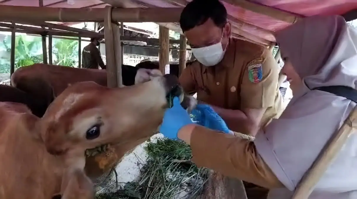 Inspeksi Lapak Menjelang Iduladha Dinas Pertanian Berita Gembira, Hewan Kurban di Bandar Lampung Terbebas dari Penyakit