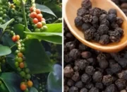 Oligopoli Menguasai Pasar Lada Hitam Lampung: Petani Terbebani, Harga Internasional Terkerek Naik 37%