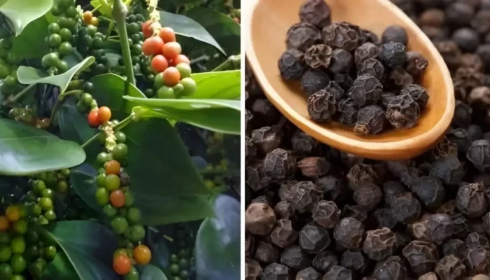 Oligopoli Menguasai Pasar Lada Hitam Lampung: Petani Terbebani, Harga Internasional Terkerek Naik 37%