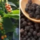 Oligopoli Menguasai Pasar Lada Hitam Lampung Petani Terbebani, Harga Internasional Terkerek Naik 37%