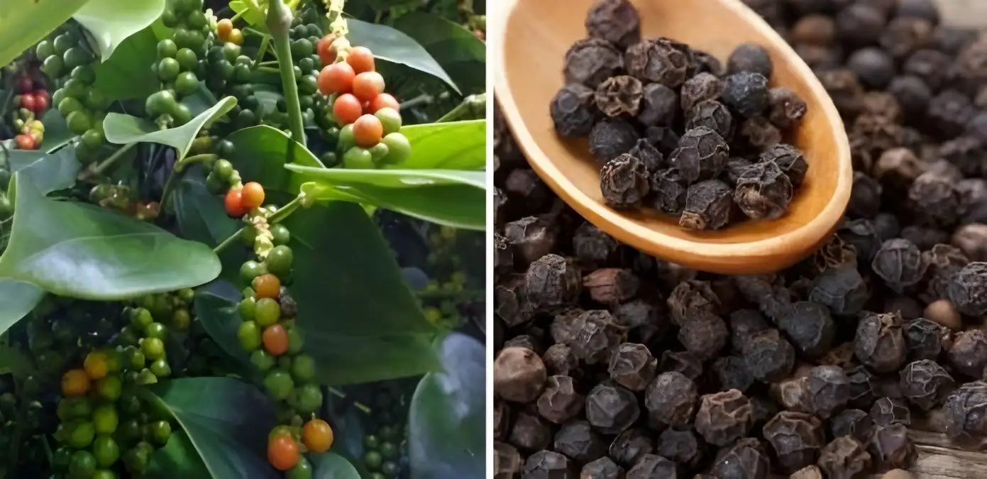 Oligopoli Menguasai Pasar Lada Hitam Lampung Petani Terbebani, Harga Internasional Terkerek Naik 37%