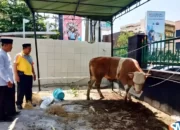 PHBI Masjid Baiturrahim Kemiling: Memotong 34 Hewan Kurban dan Menyalurkannya kepada Warga dan Mustahik