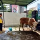 PHBI Masjid Baiturrahim Kemiling Memotong 34 Hewan Kurban dan Menyalurkannya kepada Warga dan Mustahik