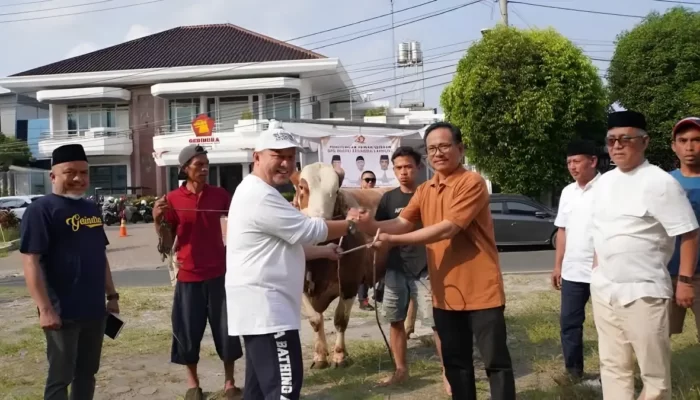 Partai Gerindra Lampung Mengadakan Penyembelihan 16 Sapi Kurban untuk Berbagi Kebahagiaan Iduladha dengan Masyarakat