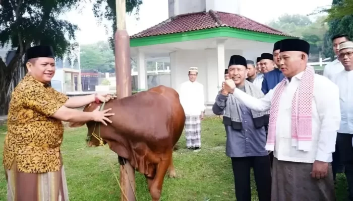 Pemkab Lampung Selatan Bagikan 41 Sapi Kurban ke Kecamatan dan Masjid Agung Kalianda