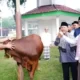 Pemkab Lampung Selatan Bagikan 41 Sapi Kurban ke Kecamatan dan Masjid Agung Kalianda