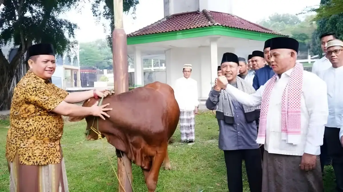 Pemkab Lampung Selatan Bagikan 41 Sapi Kurban ke Kecamatan dan Masjid Agung Kalianda