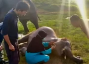 Penyebab Kematian Gajah Mambo di Taman Nasional Way Kambas Lampung Timur: Tim Dokter Sedang Mengungkap Rahasianya!