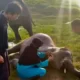 Penyebab Kematian Gajah Mambo di Taman Nasional Way Kambas Lampung Timur Tim Dokter Sedang Mengungkap Rahasianya!