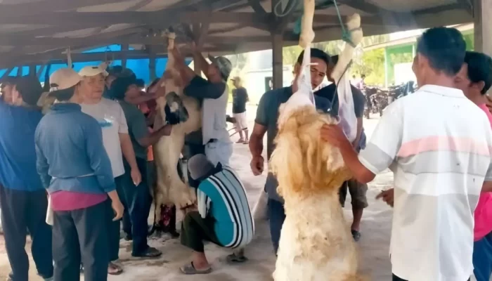 Petambak Mengatasi Tantangan Budidaya Udang dengan Berbagi Kebaikan: Mengorbankan 152 Hewan Kurban