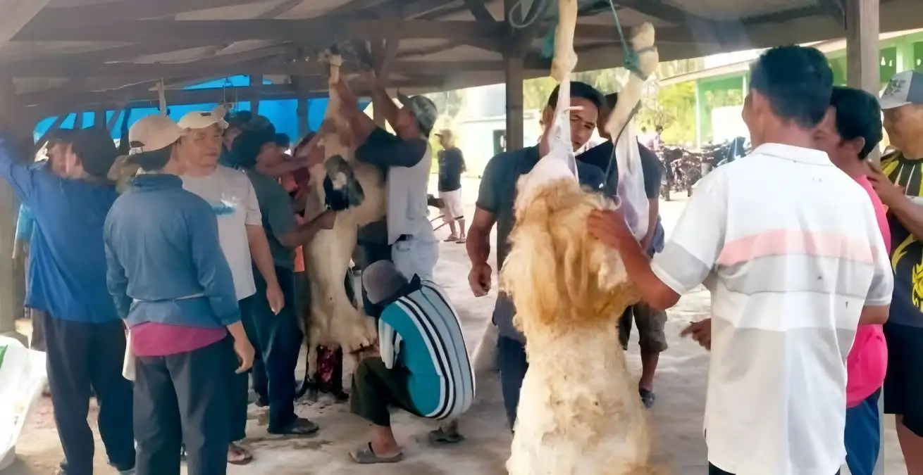 Petambak Mengatasi Tantangan Budidaya Udang dengan Berbagi Kebaikan Mengorbankan 152 Hewan Kurban