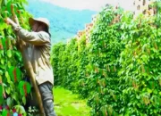 Upaya Eksportir Mendukung Peningkatan Tata Niaga Lada Hitam Lampung: Membantah Oligopoli dan Menghadapi Harga Ditentukan oleh Pasar Internasional