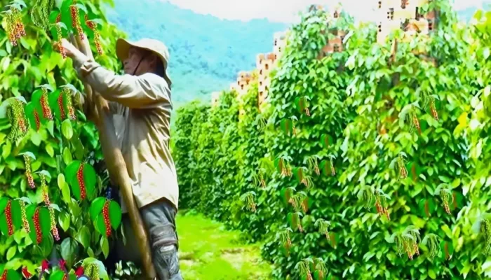 Upaya Eksportir Mendukung Peningkatan Tata Niaga Lada Hitam Lampung: Membantah Oligopoli dan Menghadapi Harga Ditentukan oleh Pasar Internasional