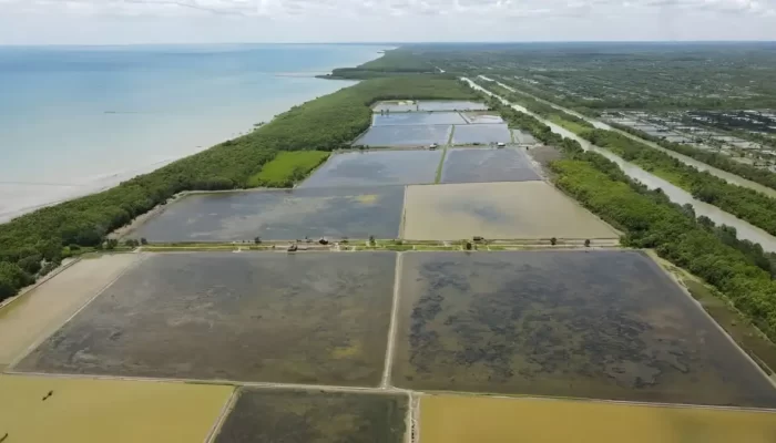 Upaya Pemerintah Mengawasi Rehabilitasi Mangrove Green Belt Tambak Dipasena Melalui Survei Kerusakan dan Reboisasi Ratusan Hektare