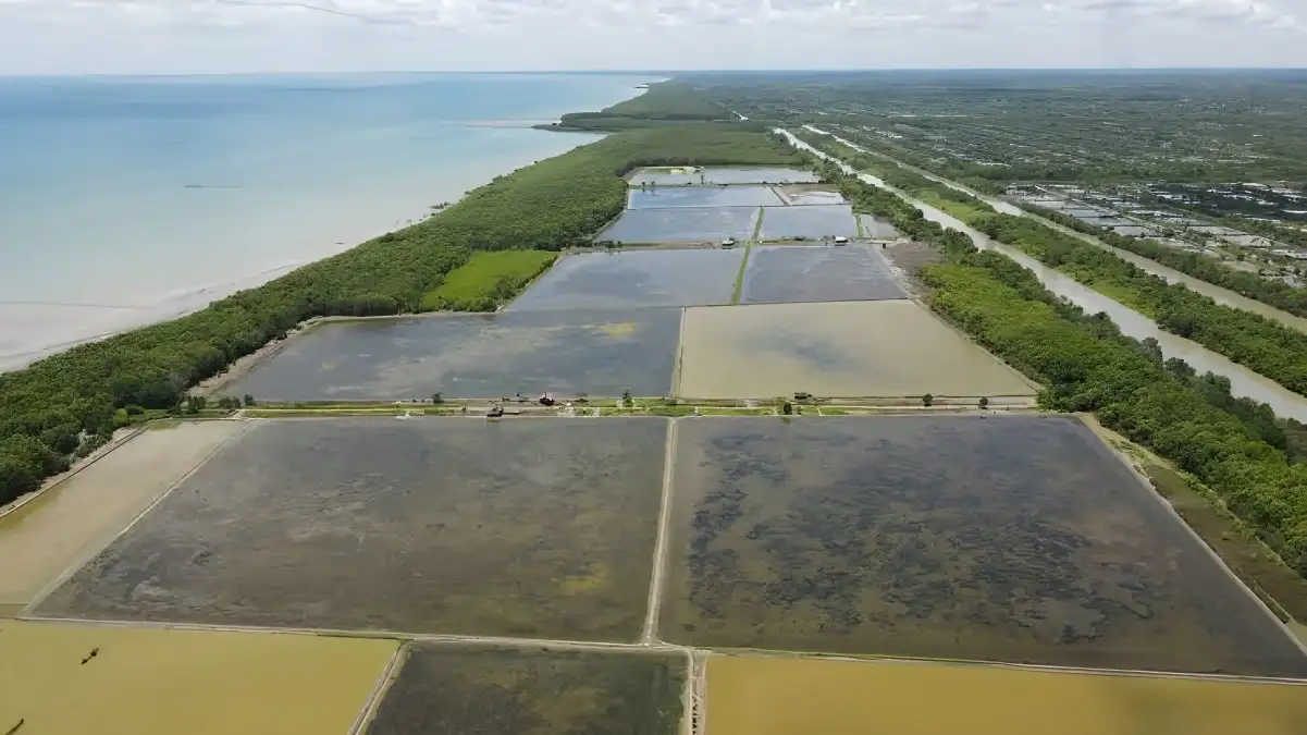 Upaya Pemerintah Mengawasi Rehabilitasi Mangrove Green Belt Tambak Dipasena Melalui Survei Kerusakan dan Reboisasi Ratusan Hektare
