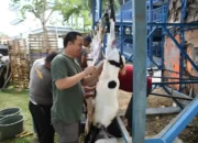 Yayasan Alfian Husin dan IIB Darmajaya Mengadakan Berkurban, Sembelih 2 Ekor Sapi dan 5 Ekor Kambing