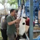 Yayasan Alfian Husin dan IIB Darmajaya Mengadakan Berkurban, Sembelih 2 Ekor Sapi dan 5 Ekor Kambing