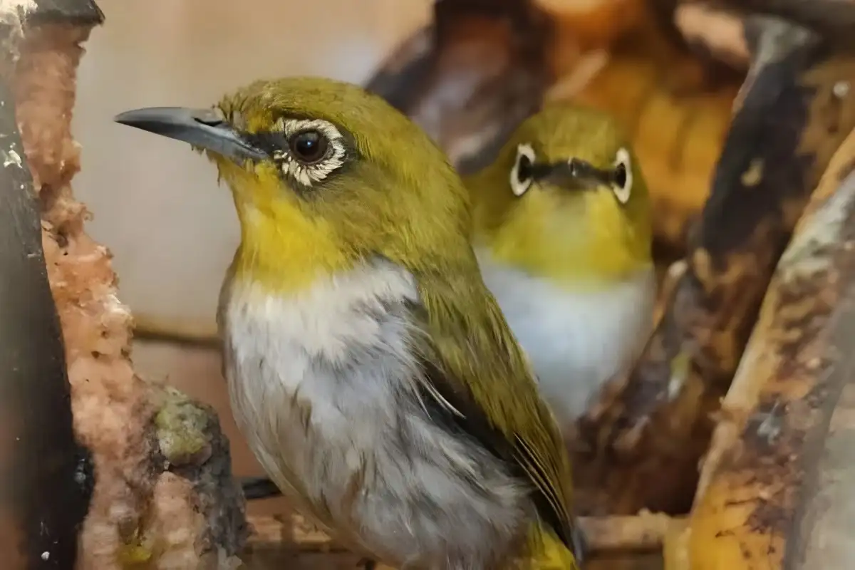 Dikirim ke Banten, Balai Karantina Tangkap Penyelundup Ribuan Satwa Burung Ilegal Asal Way Kanan di Bakauheni
