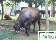 Ini Dia Persembahan Iduladha 2023 dari Civitas Academica Unila: 32 Sapi dan 9 Kambing Dikorbankan