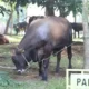 Ini Dia Persembahan Iduladha 2023 dari Civitas Academica Unila 32 Sapi dan 9 Kambing Dikorbankan