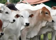 Inilah Rekor Tertinggi! Iduladha 2023, Pemkot Metro Mencatat Jumlah Hewan Kurban Mencapai 3 Ribu Ekor Sapi dan Kambing