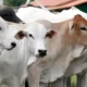Inilah Rekor Tertinggi! Iduladha 2023, Pemkot Metro Mencatat Jumlah Hewan Kurban Mencapai 3 Ribu Ekor Sapi dan Kambing
