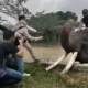 Keajaiban Lima Jenis Binatang Besar di Taman Nasional Way Kambas, Lampung Timur Pesona Wisata Indonesia yang Tak Tertandingi!
