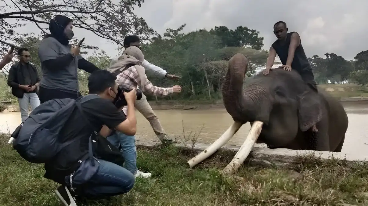 Keajaiban Lima Jenis Binatang Besar di Taman Nasional Way Kambas, Lampung Timur Pesona Wisata Indonesia yang Tak Tertandingi!