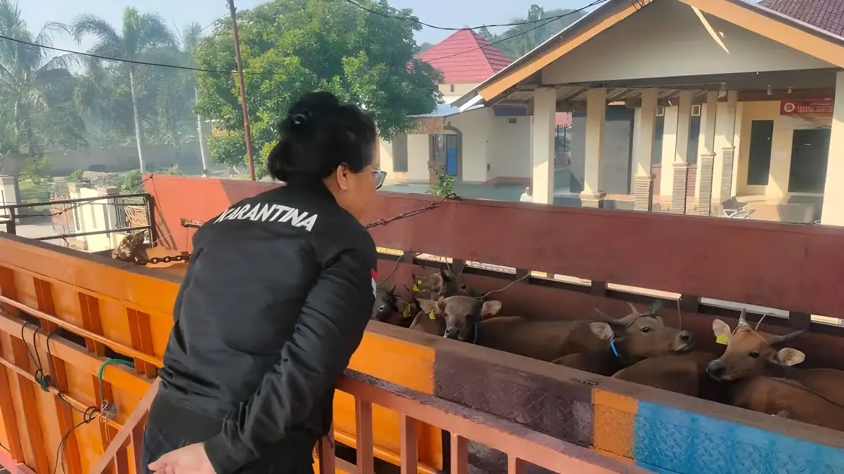 Tanpa Dokumen, Ratusan Sapi Potong Asal NTB Tertahan di Pelabuhan Bakauheni menuju Lampung