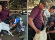 Kejadian Misterius: Gelombang Kematian Mendadak, Larangan Keluar-Masuk Kambing di Areal Tambak Dipasena Tulang Bawang