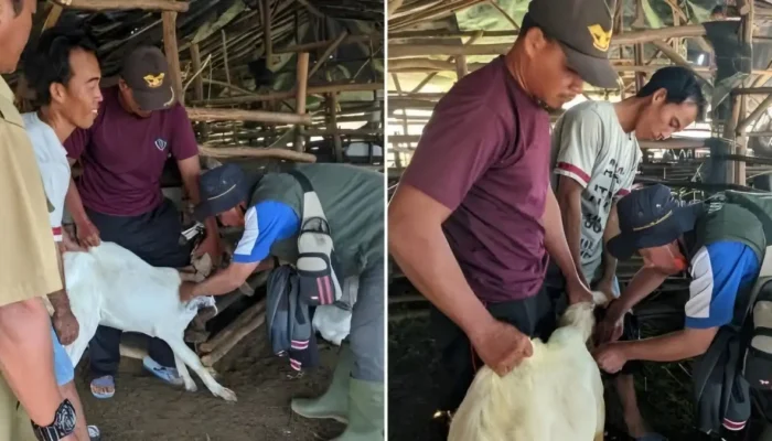 Kejadian Misterius: Gelombang Kematian Mendadak, Larangan Keluar-Masuk Kambing di Areal Tambak Dipasena Tulang Bawang