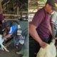 Banyak yang Mati Mendadak, Kambing Dilarang Keluar Masuk Areal Tambak Dipasena Tulang Bawang