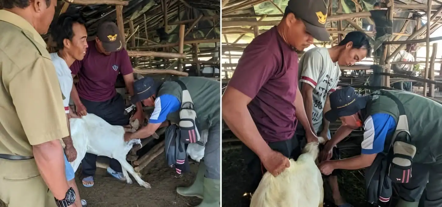 Banyak yang Mati Mendadak, Kambing Dilarang Keluar Masuk Areal Tambak Dipasena Tulang Bawang