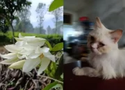 Mengaburkan Latar Belakang Foto di Android dan iOS: Panduan Penggunaan Aplikasi ini