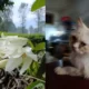 Cara memburamkan latar belakang foto di ponsel Android dan iOS menggunakan aplikasi ini