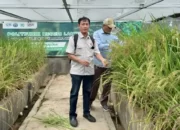 Kajian Dosen Polinela: Padi Organik Menggunakan Limbah Jerami dan Azolla Menghadapi Tantangan Perubahan Iklim