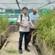 Dampak Perubahan Iklim, Dosen Polinela Teliti Padi Organik Menggunakan Limbah Jerami dan Azolla