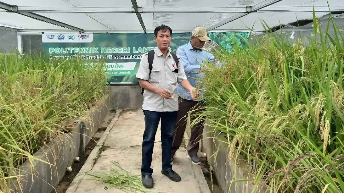 Dampak Perubahan Iklim, Dosen Polinela Teliti Padi Organik Menggunakan Limbah Jerami dan Azolla